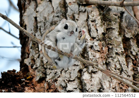 Ezomomonga 112564552