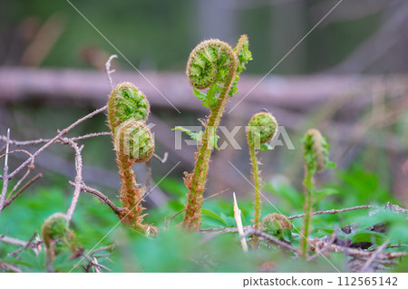 Fern. Young plant in spring. Leaves have not yet opened. The evolution of life in nature. Selective focusing Fern. Young plant in spring. Leaves have not yet opened. The evolution of life in nature. Selective focusing 112565142