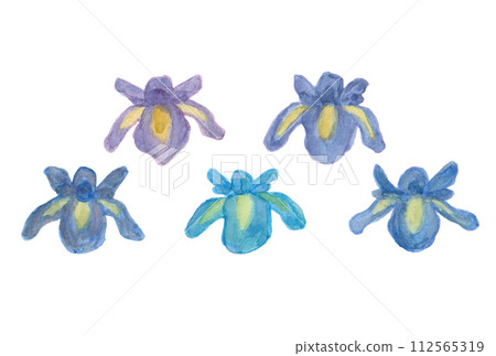 Illustration B of 5 colors of irises drawn with transparent watercolors 112565319