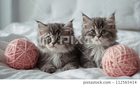 Happy sleepy tabby fluffy Persian cat plays with beautiful balls, skeins of thread. The kitten looks at the camera. 112565414