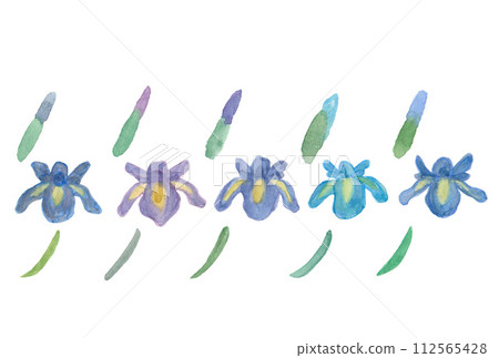用透明水彩畫的花、花蕾和葉子的現代插圖 用透明水彩畫的花、花蕾和葉子的現代插圖 112565428