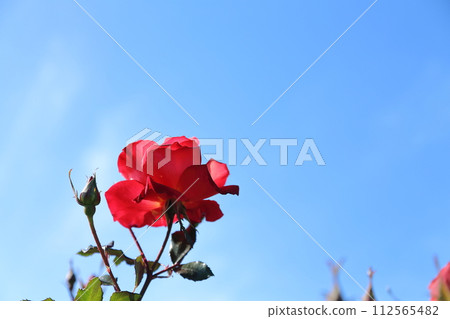 Arao City Ominous Citizen Flower Bed Rose Flower, Arao City Ominous Citizen Flower Bed Rose Flower, 112565482