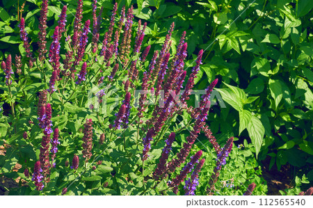 Pink purple medicine sage salvia flowers,spring meadow,lush vegetation Pink purple medicine sage salvia flowers,spring meadow,lush vegetation 112565540