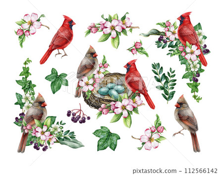 Vintage style spring season decor set with garden bird and flowers. Watercolor illustration. Hand drawn red cardinal bird, nest, garden flowers, berries, ivy, leaves element. Easter festive decor. Vintage style spring season decor set with garden bird and flowers. Watercolor illustration. Hand drawn red cardinal bird, nest, garden flowers, berries, ivy, leaves element. Easter festive decor. 112566142