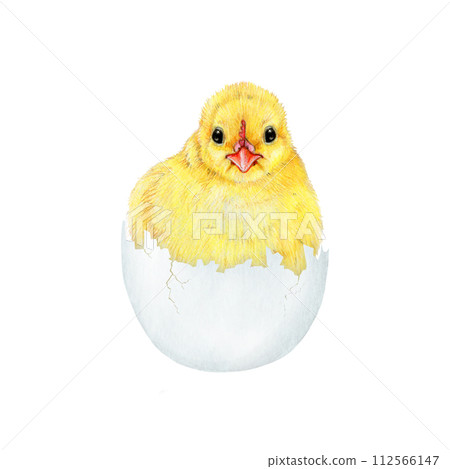 Newborn chick in a egg shell. Watercolor painted illustration. Hand drawn small fluffy chicken hatched from the egg. Funny chick farm bird element on white background Newborn chick in a egg shell. Watercolor painted illustration. Hand drawn small fluffy chicken hatched from the egg. Funny chick farm bird element on white background 112566147