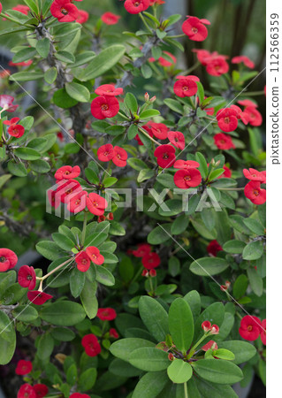 Close up colorful red flowers of Crown of Thorns, Euphorbia Roses are blooming in the garden Close up colorful red flowers of Crown of Thorns, Euphorbia Roses are blooming in the garden 112566359