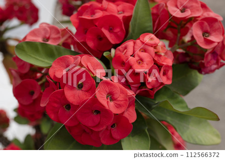 Close up colorful red flowers of Crown of Thorns, Euphorbia Roses are blooming in the garden Close up colorful red flowers of Crown of Thorns, Euphorbia Roses are blooming in the garden 112566372