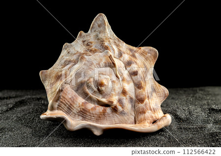 King Helmet seashell on a dark background King Helmet seashell on a dark background 112566422