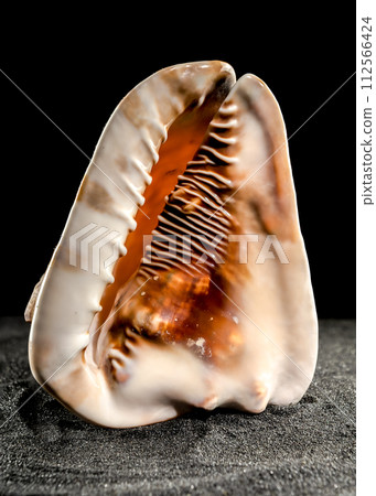 King Helmet seashell on a dark background King Helmet seashell on a dark background 112566424