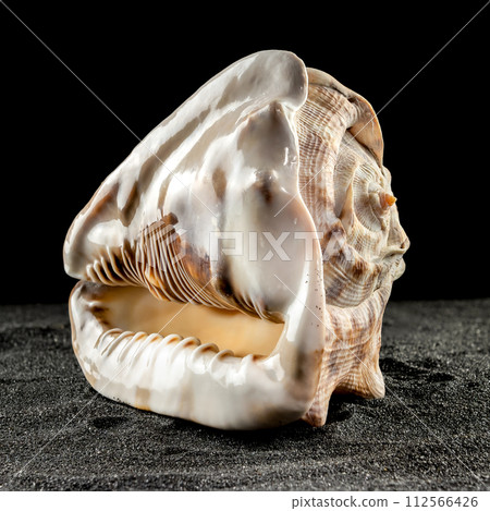 King Helmet seashell on a dark background King Helmet seashell on a dark background 112566426