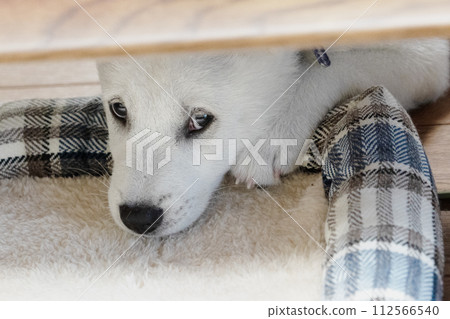 White puppy Kishu dog White puppy Kishu dog 112566540