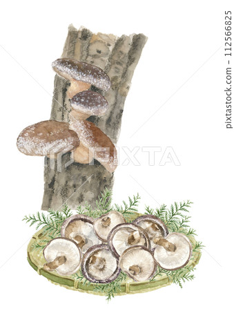 A set illustration of shiitake mushrooms with cypress and cypress painted in watercolor in a colander. White background. Transparent background. Copy space available. 112566825