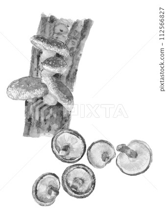 Hodagi 和 Shiitake 蘑菇的單色插圖，水彩畫，白色背景，透明背景，可用複製空間 112566827