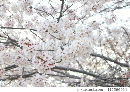 根歸寺的櫻花黃昏 112566914