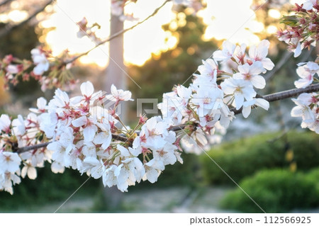 根歸寺的櫻花黃昏 112566925