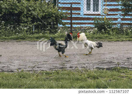 Roosters before battle 112567107