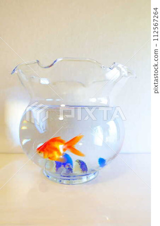 金魚 金魚 魚 夏季 日本 日本 112567264