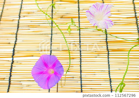 Morning glory morning glory morning glory 112567296