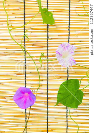 牽牛花牽牛花牽牛花 112567447