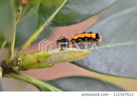Formosan yellow-throated moth eating the buds of Sharinbai 112567622