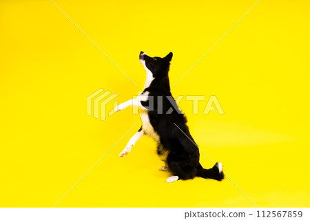 Young Black and white Border collie sitting and looking at the camera 112567859