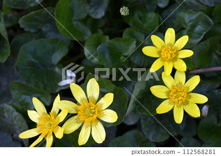 Himekyukinka (Princess Shinkin flower) Himekyukinka (Princess Shinkin flower) 112568281