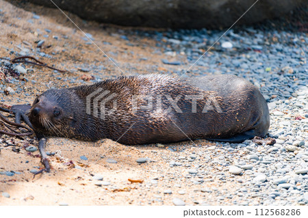 Wild sea lions on the coast of New Zealand 112568286