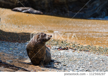 Wild sea lions on the coast of New Zealand Wild sea lions on the coast of New Zealand 112568287