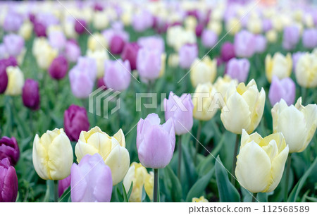 Close-up of a cluster of light lilac and yellow tulips in full bloom 112568589