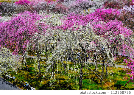 A vast park full of colorful plum blossoms 112568756