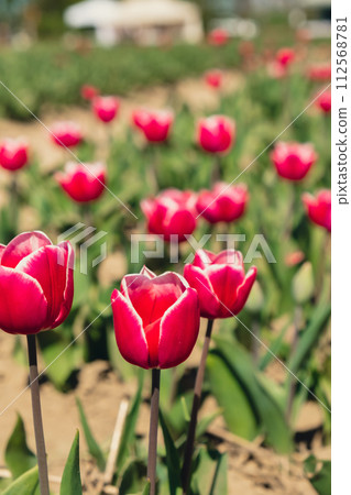 Pink Tulip flowers blooming in the garden field landscape. Beautiful spring garden with many red tulips outdoors. Blooming floral park in sunrise light. Stripped tulips growing in flourish meadow Pink Tulip flowers blooming in the garden field landscape. Beautiful spring garden with many red tulips outdoors. Blooming floral park in sunrise light. Stripped tulips growing in flourish meadow 112568781