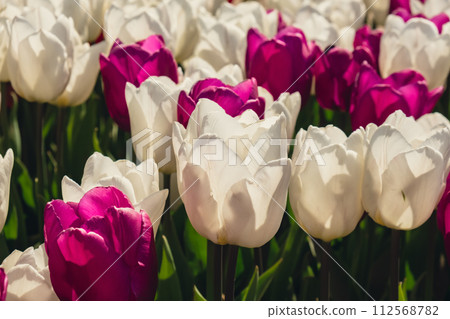 Blooming floral park in sunrise light. Colorful Tulip flowers blooming in the garden field landscape. Beautiful spring garden with many red tulips outdoors. Stripped tulips growing in flourish meadow Blooming floral park in sunrise light. Colorful Tulip flowers blooming in the garden field landscape. Beautiful spring garden with many red tulips outdoors. Stripped tulips growing in flourish meadow 112568782