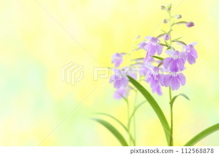 Pale orchid, Yumechidori, pale purple flower, small orchid, yellow background Pale orchid, Yumechidori, pale purple flower, small orchid, yellow background 112568878