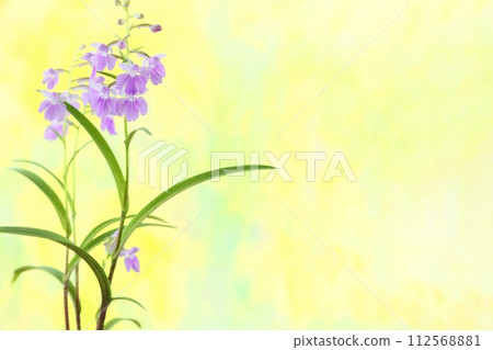 淡蘭花,Yumechidori,淡紫色花,小蘭花,黃色背景 淡蘭花,Yumechidori,淡紫色花,小蘭花,黃色背景 112568881