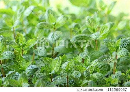 草本薄荷幼苗芳香草本特寫 112569067