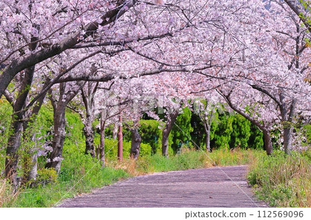 spring cherry blossom tunnel 112569096