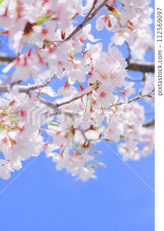 春天粉紅色櫻花花和天空垂直的特寫 112569097