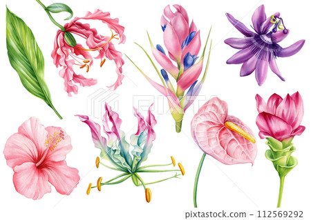 Exotic flowers set. Turmeric, anthurium, passionflower, hibiscus isolated background. Watercolor botanical hand drawing Exotic flowers set. Turmeric, anthurium, passionflower, hibiscus isolated background. Watercolor botanical hand drawing 112569292