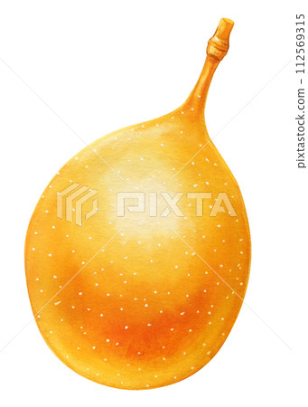 passion fruit on isolated background watercolor botanical illustration, hand drawing 112569315