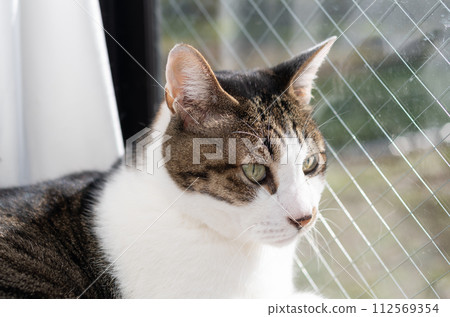 Staring cat Kijitora white Staring cat Kijitora white 112569354