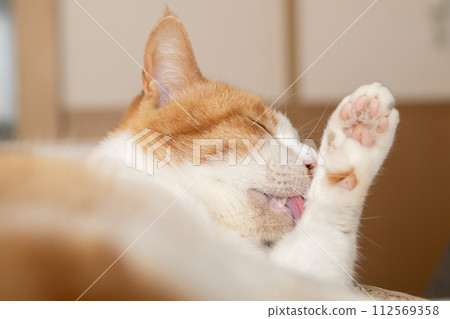 Grooming cat Brown tiger white 112569358