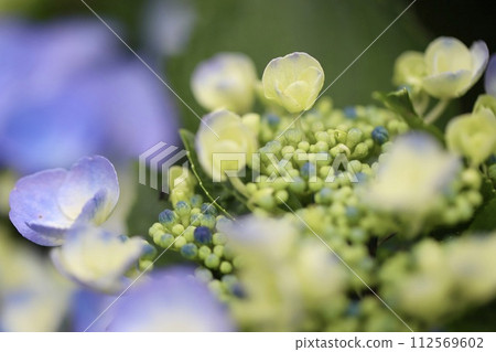 Buds and early blooming hydrangeas, hydrangeas in the garden 112569602