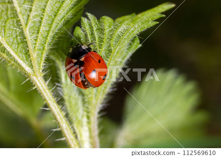 Closeup on the colorful seven-spot ladybird, Coccinella septempunctata on a green leaf in the garden 112569610