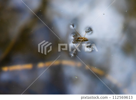 Insect Gerris lacustris, known as common pond skater or common water strider is a species of water strider, found in Europe have ability to move quickly on the water surface and have hydrophobic legs Insect Gerris lacustris, known as common pond skater or common water strider is a species of water strider, found in Europe have ability to move quickly on the water surface and have hydrophobic legs 112569613