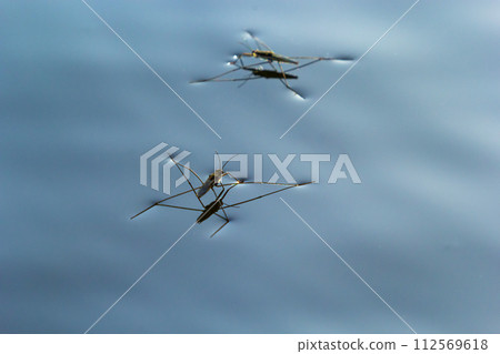 Insect Gerris lacustris, known as common pond skater or common water strider is a species of water strider, found in Europe have ability to move quickly on the water surface and have hydrophobic legs Insect Gerris lacustris, known as common pond skater or common water strider is a species of water strider, found in Europe have ability to move quickly on the water surface and have hydrophobic legs 112569618