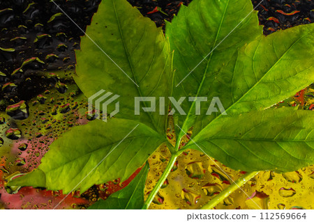 abstract background fall, glass drops autumn yellow leaves wet october weather 112569664