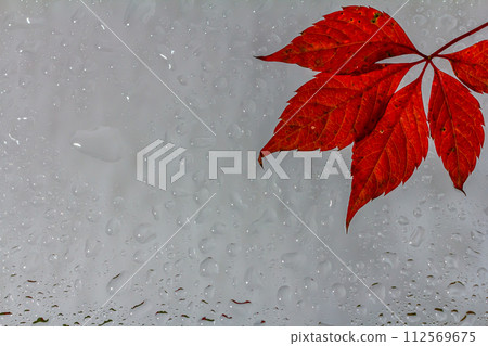 abstract background fall, glass drops autumn yellow leaves wet october weather 112569675