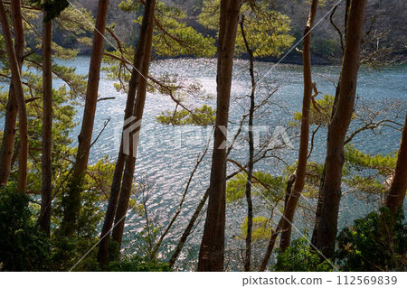 【三河湖】松樹背後波光粼粼的湖面 112569839