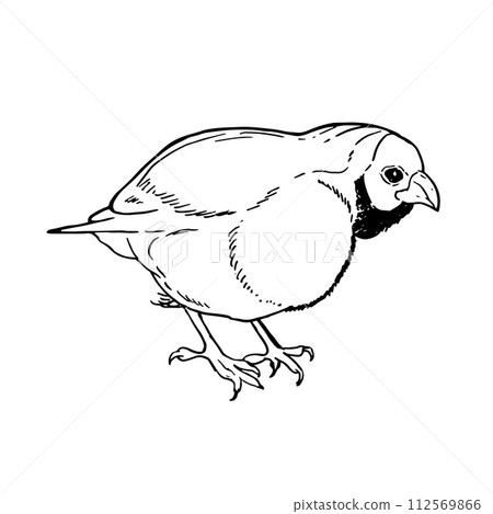 vector drawing bird, Gouldian finch, hand drawn songbird, isolated nature design element. black and white sketch illustartion. line art 112569866