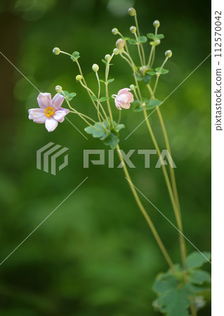 打破碗花花 112570042